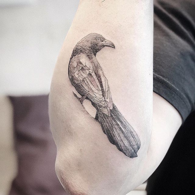 A greater coucal 🌿🌿