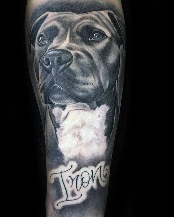 25 Pitbull Tattoo Ideas for Men and Women