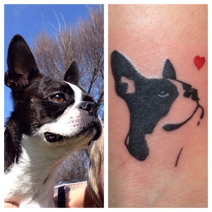 Boston terrier tattoo