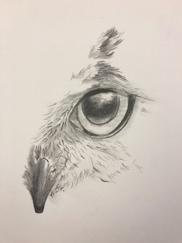 215+ Hawk Tattoos Ideas and Designs (2024)