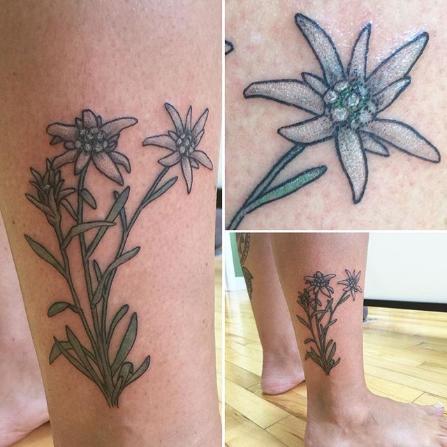 Edelweiss for Lisa Thank you, Lisa! @zeninkasheville @ashevilletattoos  @nctattooers #edelweiß #edelweißtattoo #edelweiss #edelweisstattoo  #botanical #vintagebotanical #botanicalillustration #botanicaltattoo  #ladytattooers #wnctattooers #asheville ...
