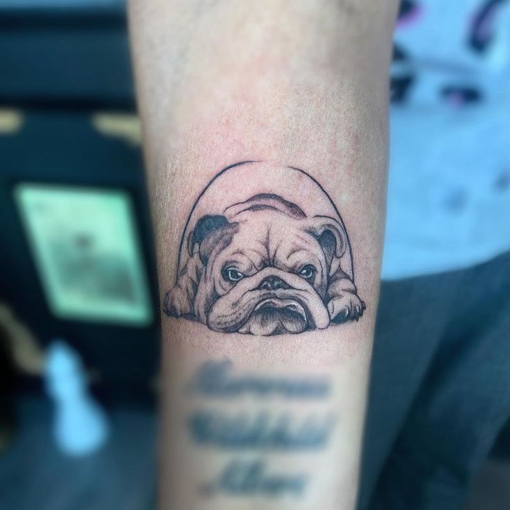Bull Dog Tattoo, french bulldog tattoo, english bulldog tattoo, traditional bulldog  tattoo