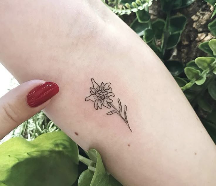 Pin by Holly Frerichs on One of these days | Edelweiss tattoo, Small tattoos,  Flower tattoo