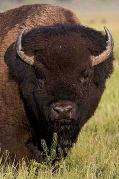 17 Bison tattoo ideas | bison, bison tattoo, buffalo art