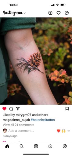 Discover 150 Pinecone Tattoos and Pine Cone Drawing Ideas | vintage pine  cone drawing, botanical pine cone drawing, pine cone scientific drawing and  more