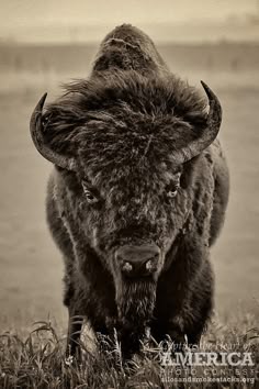 8 Buffalo tattoo ideas | buffalo tattoo, bison tattoo, buffalo art