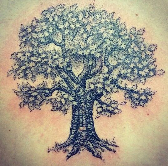 My new oak tree tattoo!