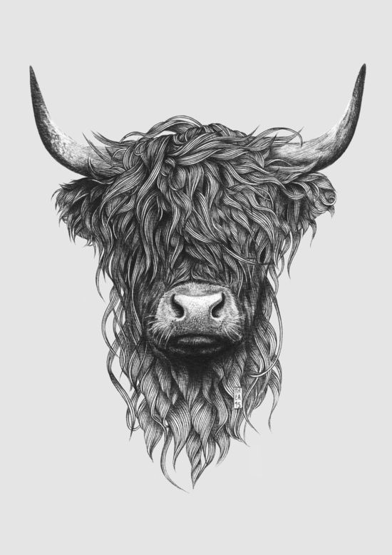 Highland cow | Cow tattoo, Highland cow art, Highland cow tattoo