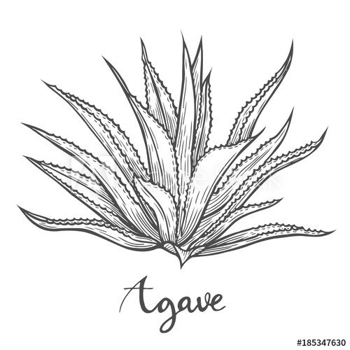 Hand drawn blue agave