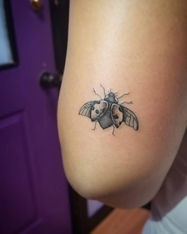ladybug