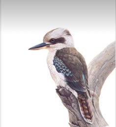 18 Kookaburra tattoo ideas in 2025 | australian birds, australian animals, bird art