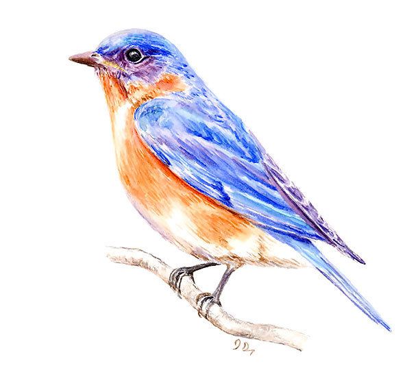 Realistic Bluebird Tattoo Design