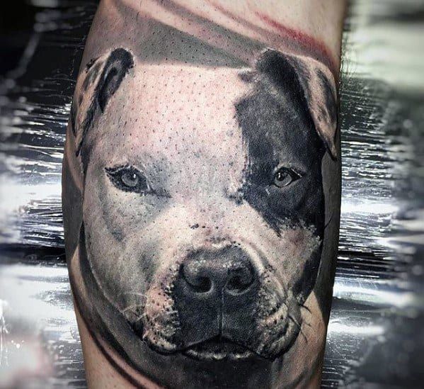50 Pitbull Tattoo Designs for Men