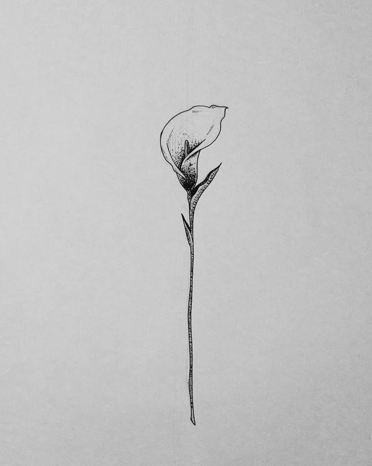 250+ Lily Tattoo Designs With Meanings (2024) Flower ideas & Symbols