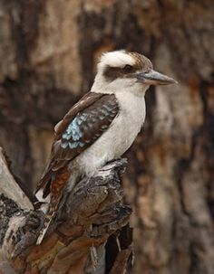 Discover 26 Kookaburra Tattoo and Australian Birds Ideas | australian animals, watercolor kookaburra, kookaburra drawing and more