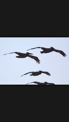 Discover 48 Pelican-tattoo Ideas and Flying Pelican Tattoo Ideas | small bird tattoo, pelican silhouette tattoo, bird tattoo wrist and more