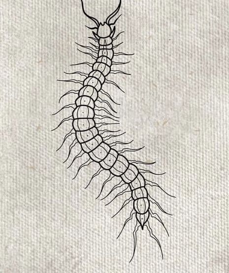 Realistic Caterpillar Tattoo Design