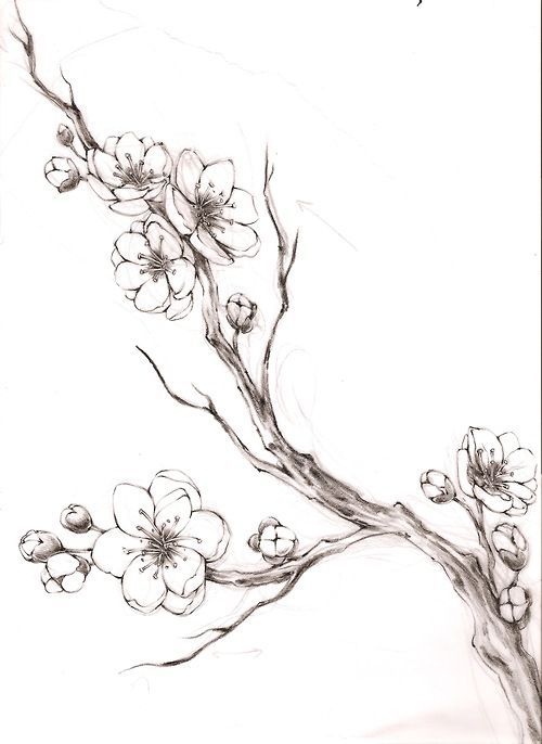 68 Best Dogwood tattoo ideas | dogwood tattoo, tattoos, flower tattoos