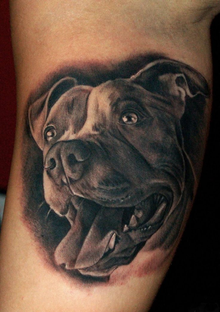 25 Pitbull Tattoo Ideas for Men and Women