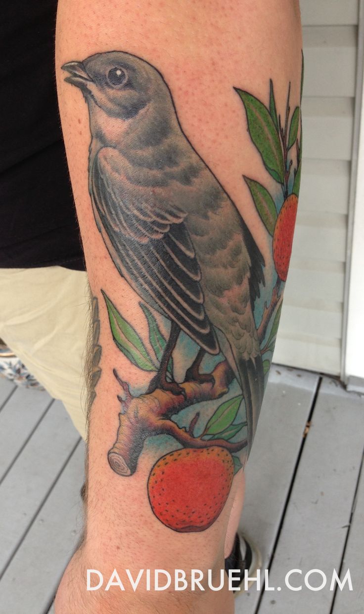Mockingbird on orange tree branch Florida tattoo by David Bruehl, Redletter1, Tampa, Floroda