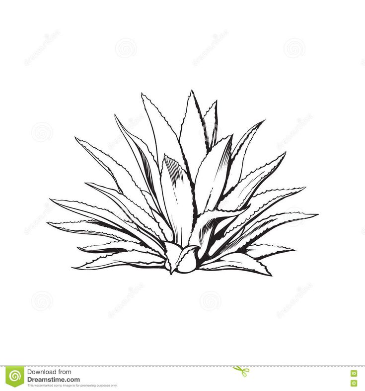 Plant Tattoo Ideas - Black and White Ink Drawing