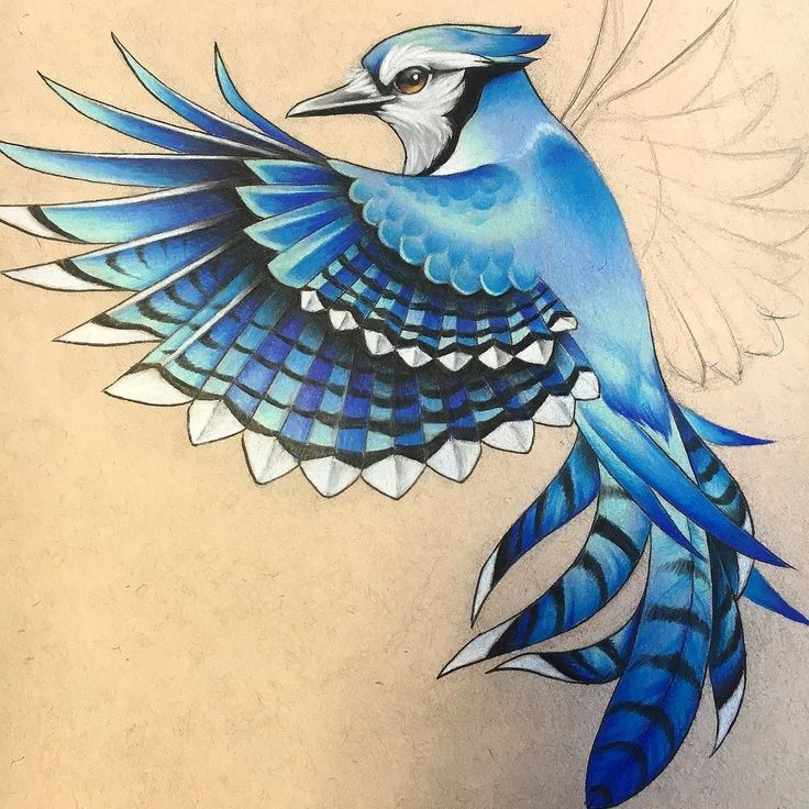 Never posted a good shot of the bluejay I drew up for my tattoo