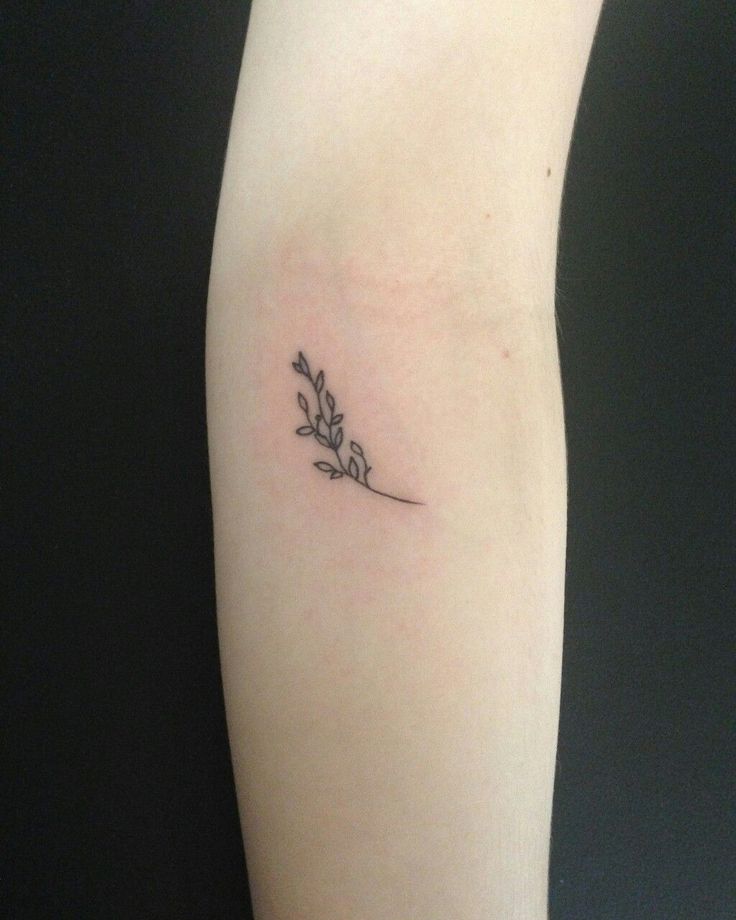 49+ Beautiful Olive Branch Tattoo Designs and Meaning For 2025