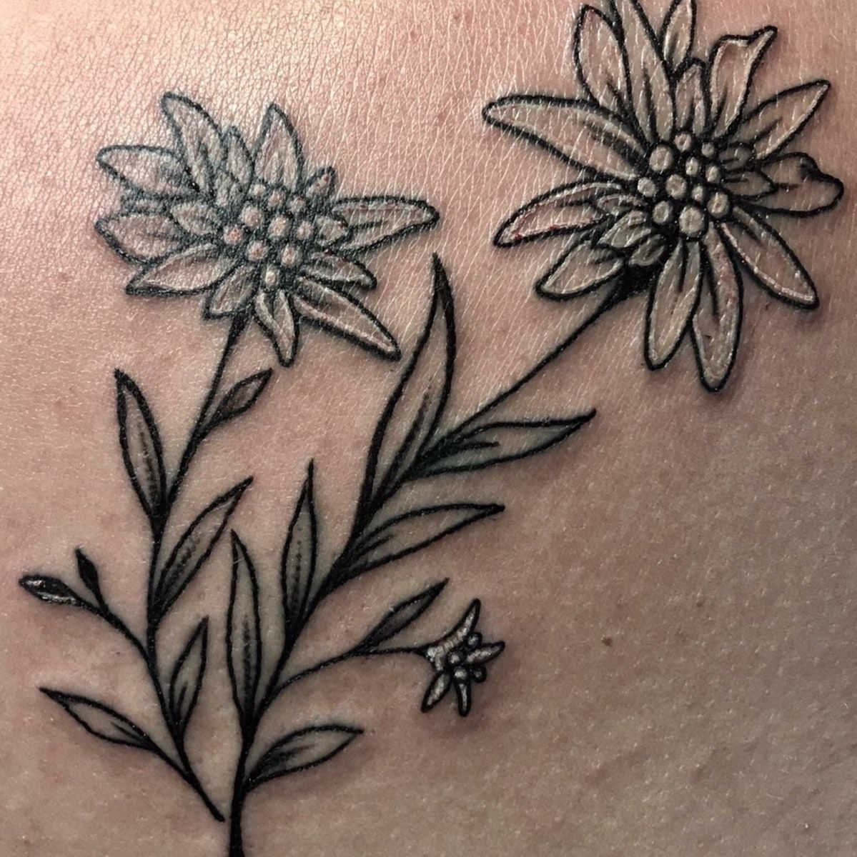 Discover 8 Edelweiss Tattoo and Edelweiss Flower Ideas | alpine flowers,  taurus daisy tattoo, sunflower and lily of the valley tattoo and more