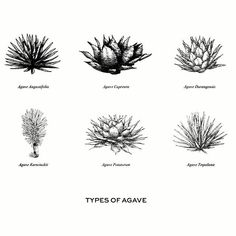 11 Agave Tattoos ideas | tattoos, agave, plant tattoo
