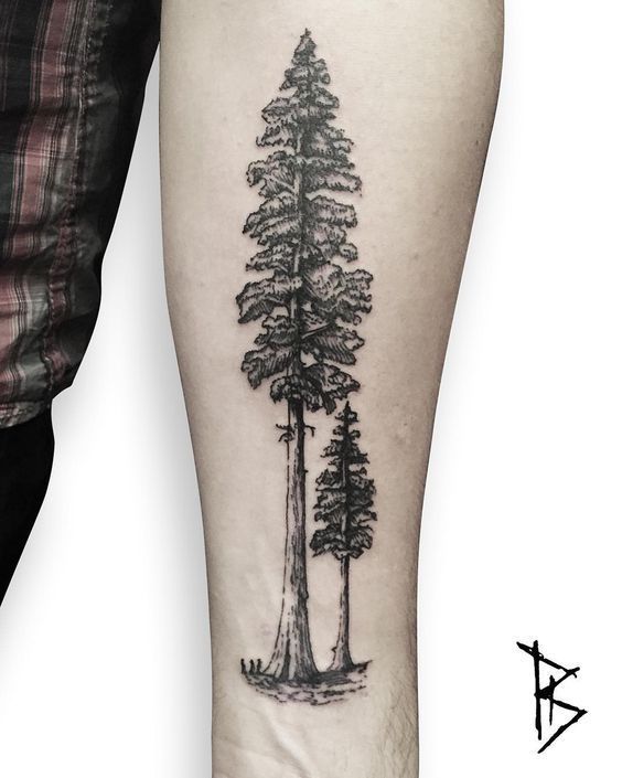 25+ Evergreen Tree Tattoo Designs and Ideas | SEO Life