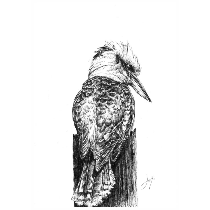 Kookaburra and Bush Turkey - justin hunt