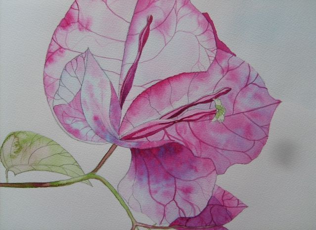 bougainvillea painting/tattoo idea image