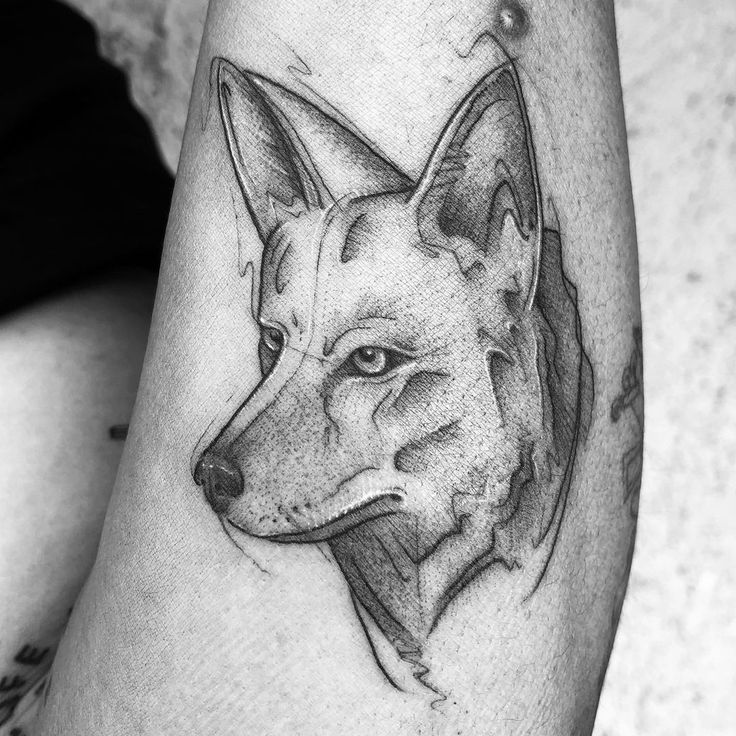 Coyote Tattoo, traditional coyote tattoo, realistic coyote tattoo, simple coyote  tattoo