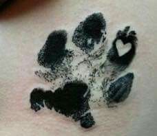 63 German Shepherd ideas | german shepherd, german shepherd dogs, dogs and  puppies